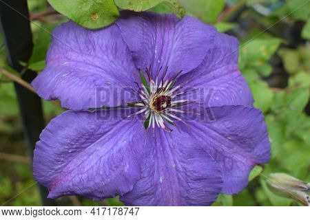 A Purple Clematis Flower, Clematis Viticella, Blooms In A Japanese Garden. Flower Of Clematis - Ranu