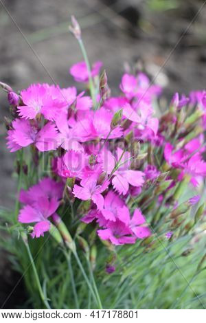 Flower Carnation Gratianopolitanus Firewitch With Lilac Petals. Dianthus Chinensis Flower Pink Backg