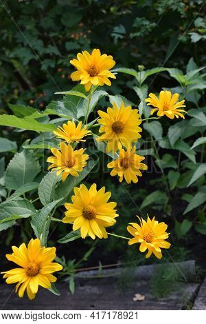 Yellow Flowers. Blooming Flowers In The Garden. Heliopsis. Sunflower Family. Yellow Daisy Flowers. C