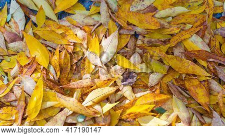 Yellow Leaves On Concrete Floor Autumn Background Closeup
