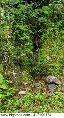 Spring Water Source In The Forest Vertical