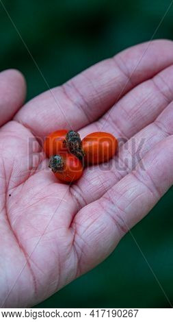 Red Rosehip In A Woman's Hand Vertical