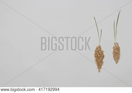 Oat Grains With Sprouts In A Shape Of Vegetable. Copy Pace.