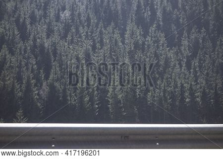 Monoculture Cultivation In The Forest, Lack Of Biodiversity As A Threat To The Environment