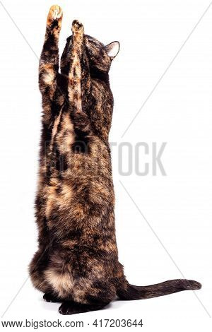 A Mottled Tortoiseshell Cat Sits Comically On Its Hind Legs And Raises Its Front Paws.