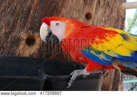 South American Scarlet Macaw On An Outdoor Play Area. Macawz Are The Largest Of The 