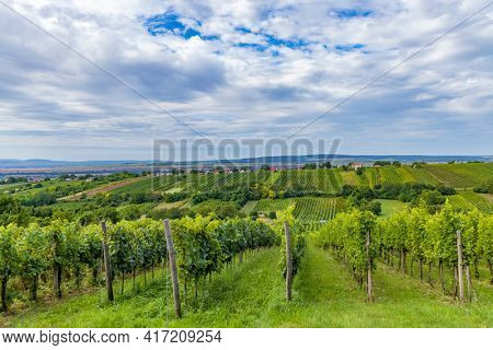 Summer vineyard nearby Strekov, Southern Slovakia