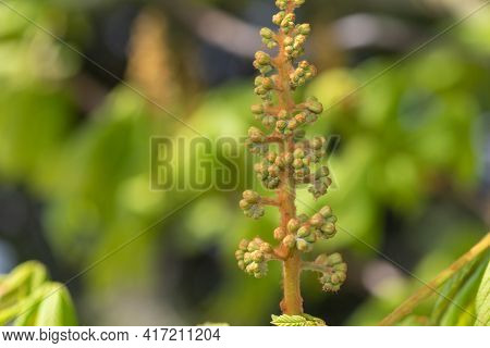 Close Up Of A Buds On A Horse Chestnut (aesculus) Tree