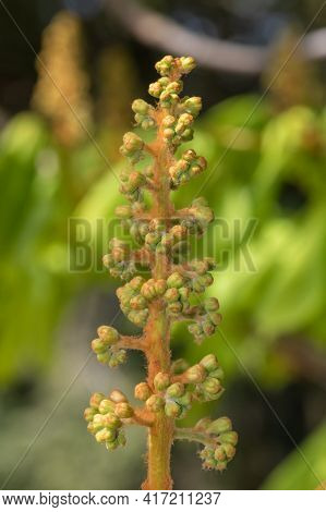 Close Up Of A Buds On A Horse Chestnut (aesculus) Tree