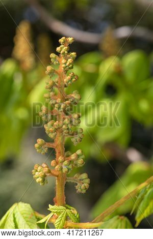 Close Up Of A Buds On A Horse Chestnut (aesculus) Tree