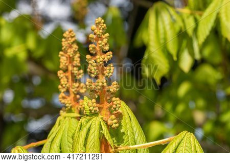 Close Up Of A Buds On A Horse Chestnut (aesculus) Tree