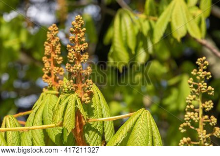Close Up Of A Buds On A Horse Chestnut (aesculus) Tree