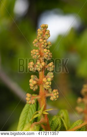 Close Up Of A Buds On A Horse Chestnut (aesculus) Tree