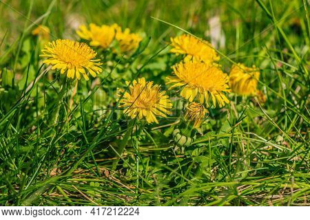 Meadow In Spring With Ordinary Dandelions. Wild Meadow Flowers In The Sunshine. Several Yellow Flowe