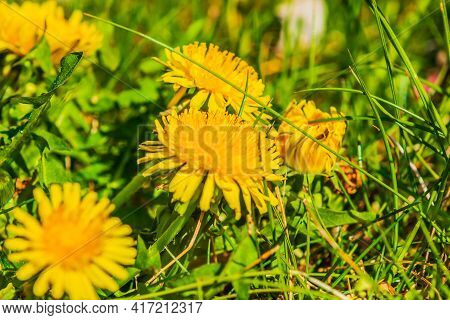 Meadow In The Sunshine. Yellow Flowers Of The Common Dandelion Among The Green Grass. Petals In Deta