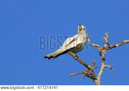 White Monjita (xolmis Irupero) With Open Beak, Isolated, Perched On A Branch On A Blurred Background