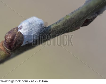 Close Up Macro Of Gray Fluffy Blooming Pussy Willow Flower Twing, Selective Focus, Blurred Natural B