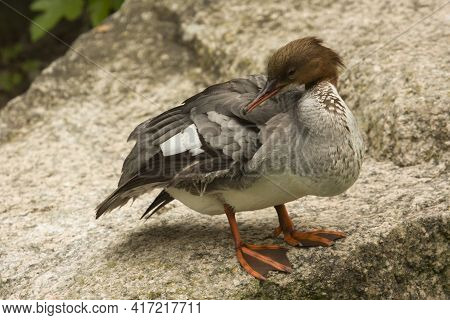 Common Merganser, Goosander (mergus Merganser) In Zoo.