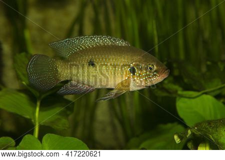 Nile Jewel Fish (hemichromis Letourneuxi) In Aquarium.