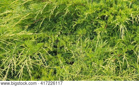 Evergreen Background, Fresh Summer Cypress Leaves. Green Leaves Background.texture Of Cypress Branch