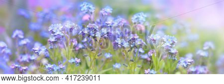 Little Blue Spring Flowers, Veronica Speedwell. Springtime Garden With Beautiful Blue Flowers.