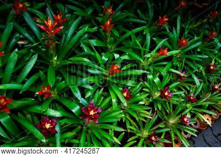 Guzmania Blossom, A Beautiful Flowering Exotic Epiphytic Plant.
