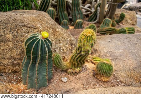 Cactus And Succulent At Nong Nooch Pattaya Garden Park, Thailand