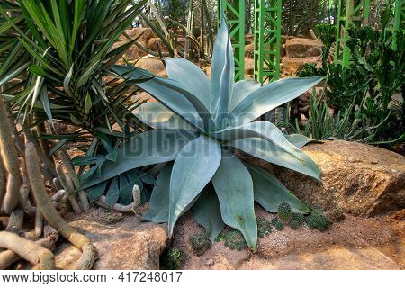 Cactus And Succulent At Nong Nooch Pattaya Garden Park, Thailand