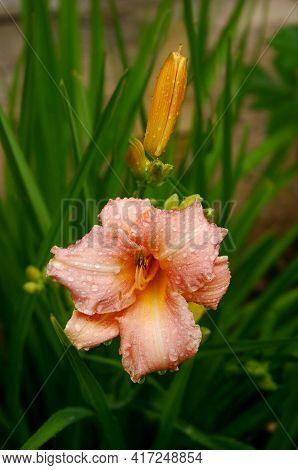 Lily In The Garden. Delicate Coral-colored Flower With Raindrops On The Petals. Natural Green Backgr