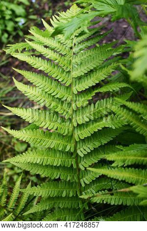 One Fern Leaf In The Forest. Green Plant Close-up As Background. Polypodiophyta