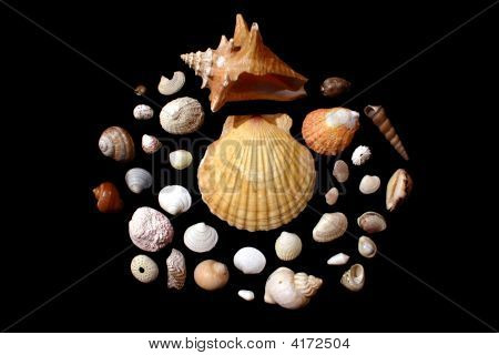 Stilllife z Cockleshells 2