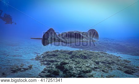 Underwater Photo Of A Giant Stingray. From A Scuba Dive In The Atlantic Ocean Off The Coast Of Tener
