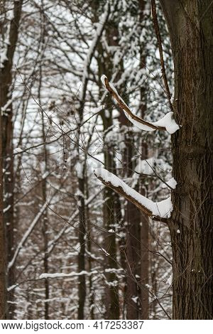 Trees Covered By Fresh Snow In Winter, Beskid, Poland