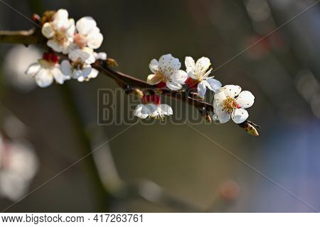 Beautifully Flowering Spring Tree. Colorful Nature Background In Spring Time. Sunny Day Outdoors In