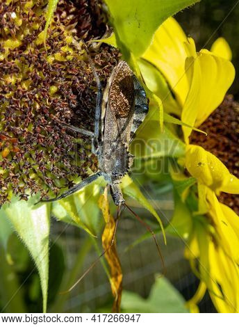 A Macro Close Up View Of A Menacing Wheel Bug Standing On A Sunflower In Missouri. Bokeh Effect.