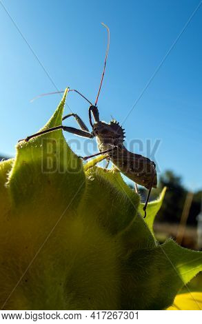 A Close Up Of A Frightening Looking Ugly Wheel Bug As It Stands Boldly On The Top Of A Sunflower Aga
