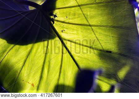 Abstract Background Of Line Pattern Texture On A Big Green Homalomena Rubescen Plant Leaf Illuminate