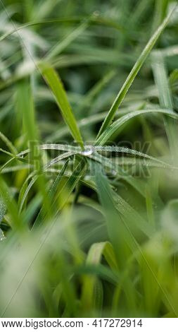 Fresh Morning Dew On A Green Grass Vertical Background Nature