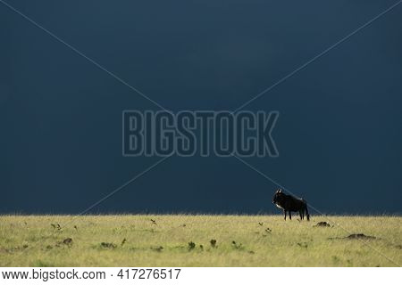 Blue Wildebeest Stands On Horizon Beneath Stormclouds