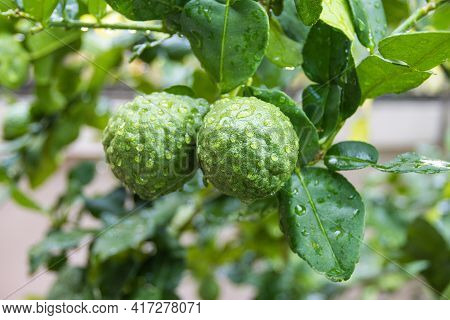 Fresh Bergamots And Leaves On Tree With Water Drops On Them Fruity With Herbaceous Bergamia Aroma