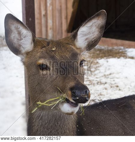 Fawn Eats Hay. Funny Baby Deer On The Farm In Winter