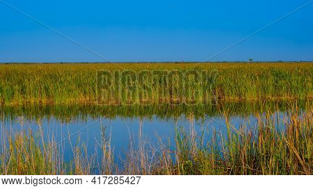 Night In The Florida Swamp Grass