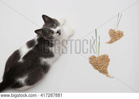 Grey And White Cat With Oat Grains With Sprouts In A Shape Of Hearts.