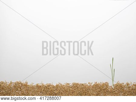 Sprouts On The Ground Made Of Grains. On White Background, Copy Space.