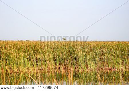 Tall Swamp Grass In The Swamp