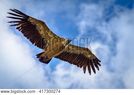 Flying Common Vulture Against A Blue Clowded Sky