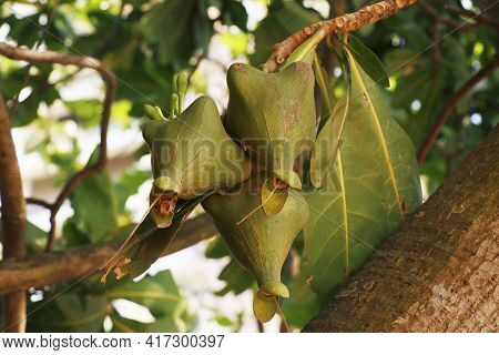 Tropical Fruit Hanged On A Branch Similar To Almond Family