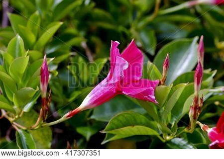 Flower Of The Brazilian Jasmine Or Dipladenia - Mandevilla Sanderi - In Summer, Germany