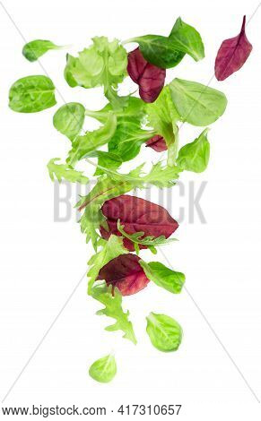 Salad Leaf. Lettuce Isolated On White Background