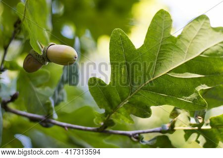 Oak Autumn Leaves And Acorns. Close-up Of An Oak Branch With Green Leaves And Green Acorns In The Su